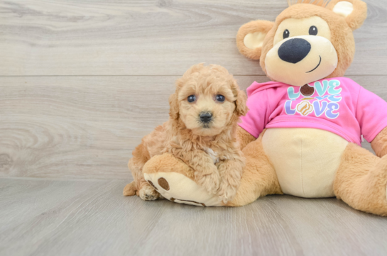 Friendly Poochon Baby