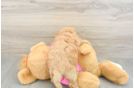 Little Bichpoo Poodle Mix Puppy