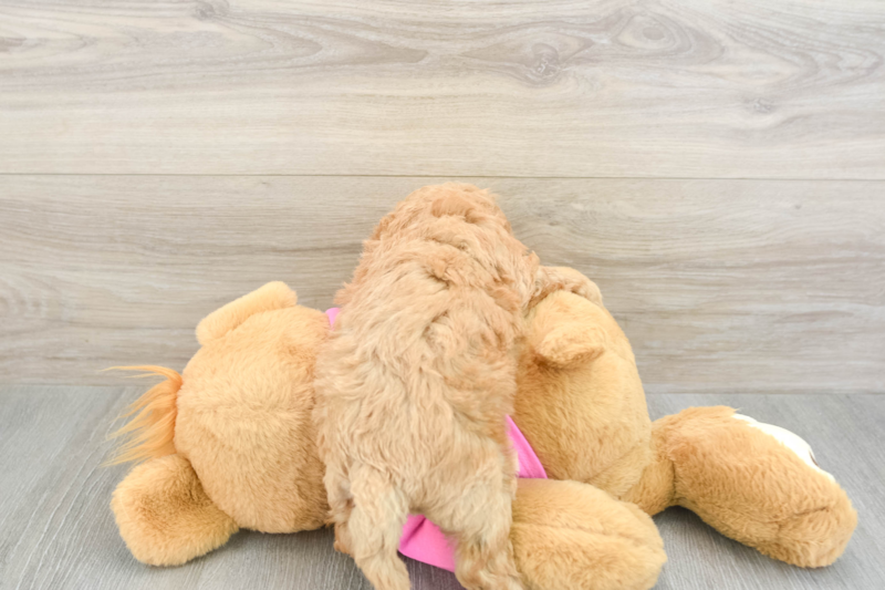 Meet Elaine - our Poochon Puppy Photo 2/3 - Premier Pups