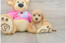 Best Poochon Baby