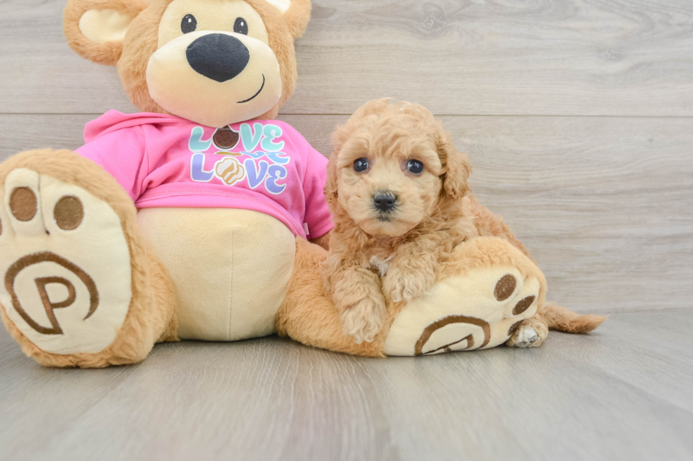 Best Poochon Baby