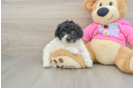Poochon Pup Being Cute
