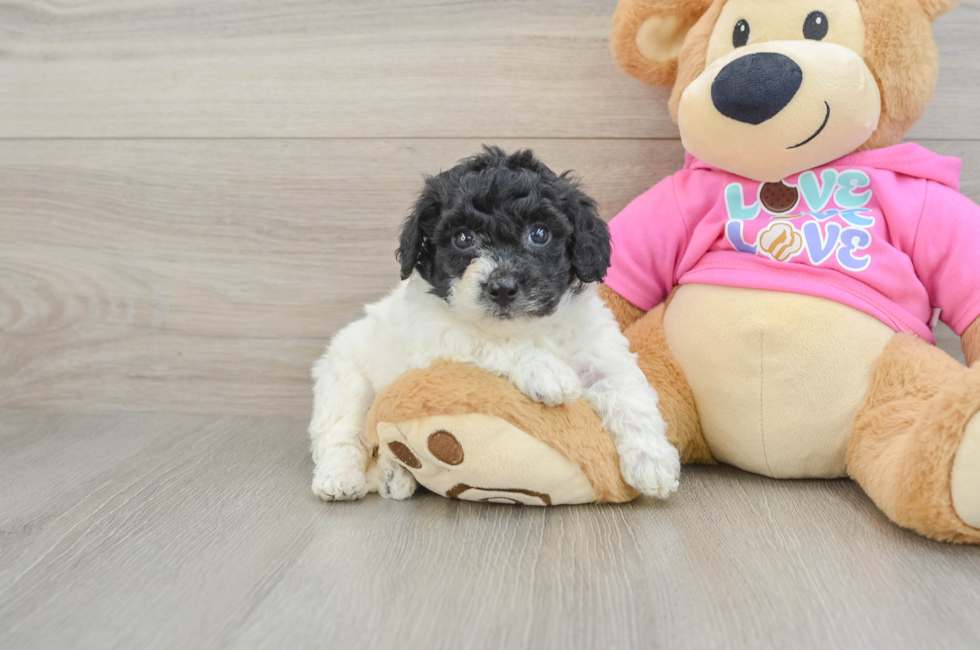 5 week old Poochon Puppy For Sale - Premier Pups