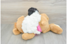 Fluffy Poochon Poodle Mix Pup