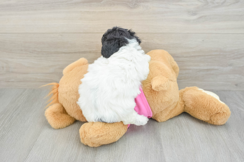 Fluffy Poochon Poodle Mix Pup