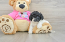 Best Poochon Baby