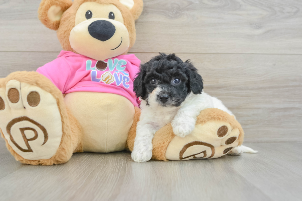Best Poochon Baby