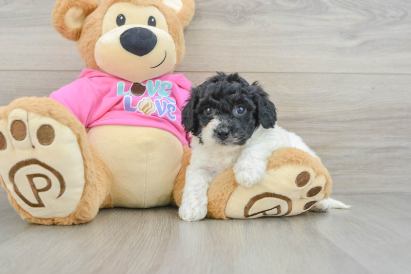 Meet Elaine - our Poochon Puppy Photo 3/3 - Premier Pups