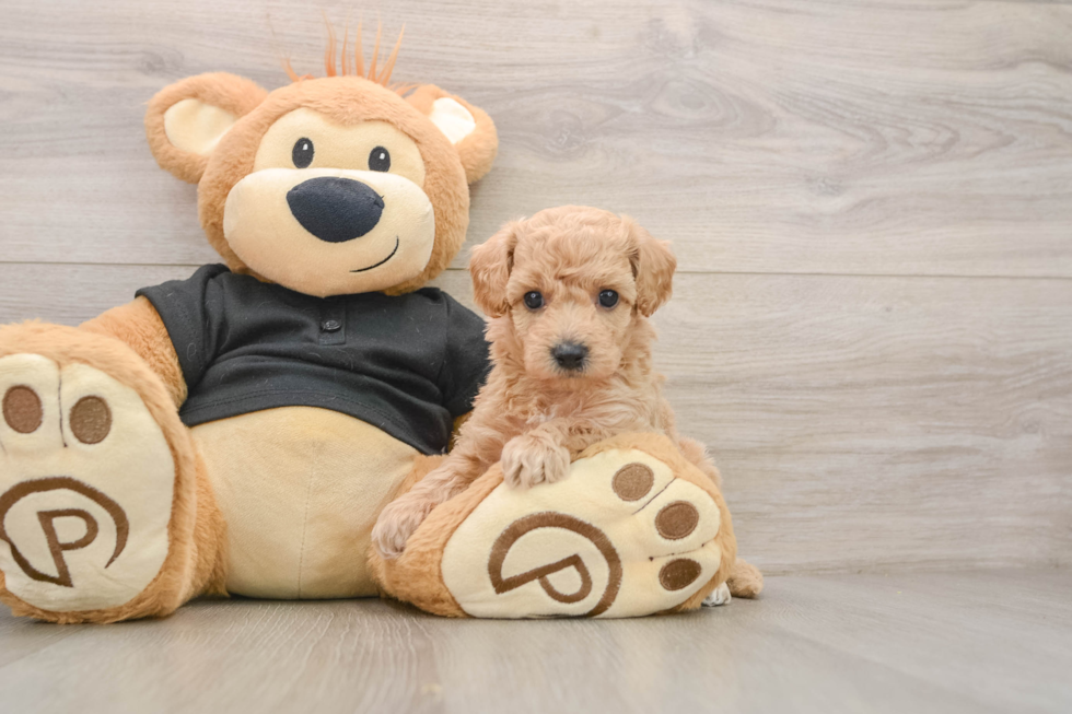 Poochon Puppy for Adoption