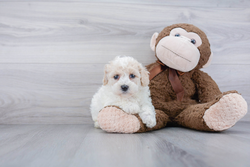 Funny Poochon Poodle Mix Pup