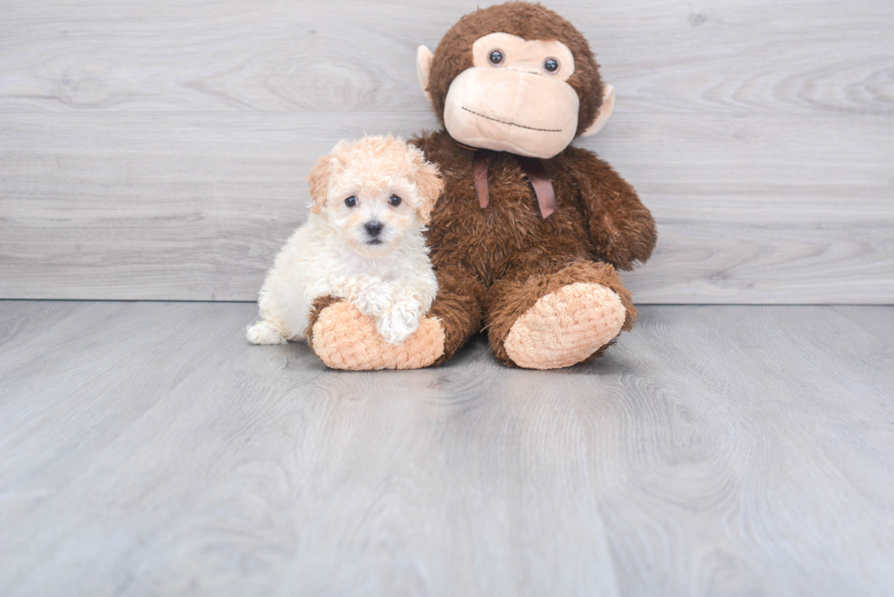 Energetic Bichpoo Poodle Mix Puppy