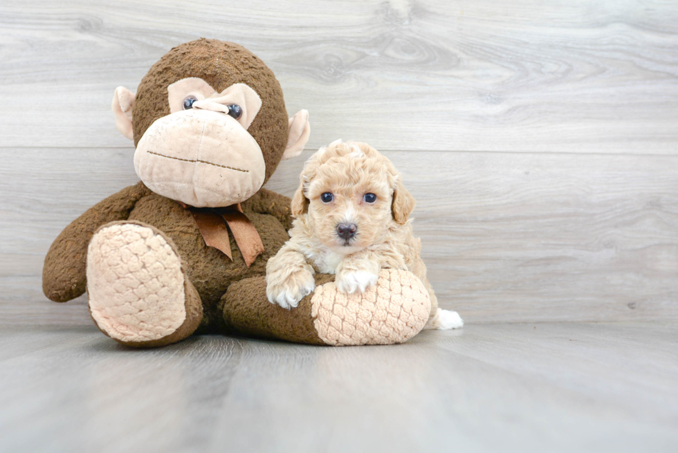 Little Bichpoo Poodle Mix Puppy