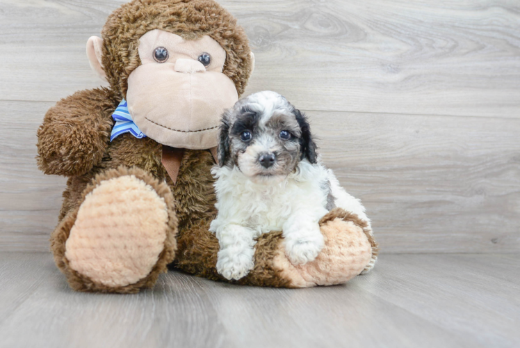 Poochon Puppy for Adoption
