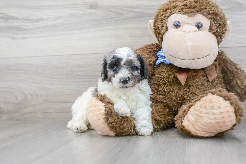 Best Poochon Baby