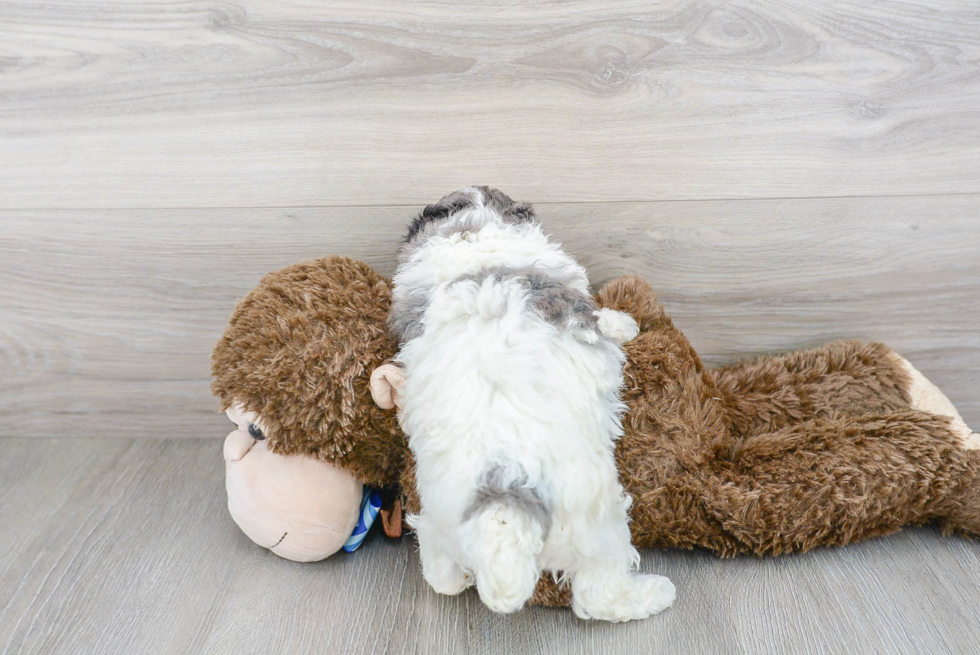 Fluffy Poochon Poodle Mix Pup