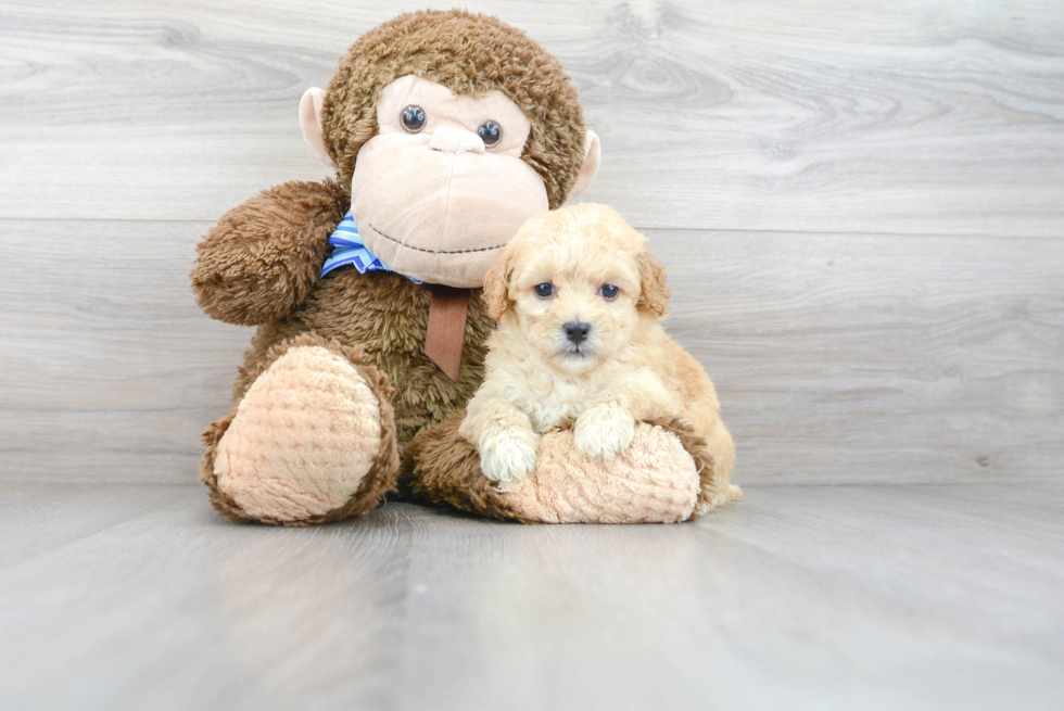 Funny Poochon Poodle Mix Pup