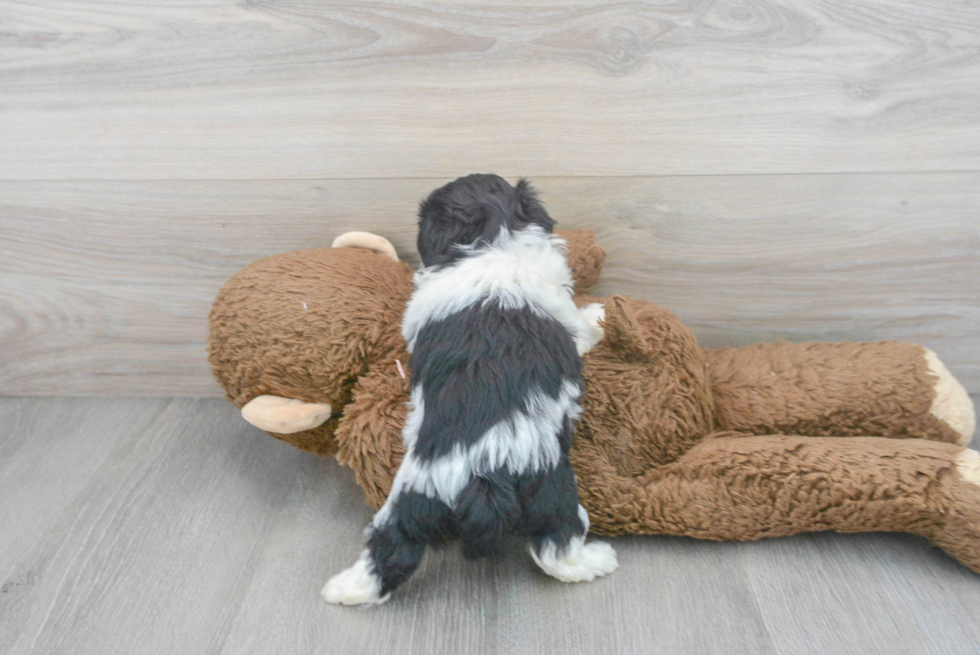 Funny Poochon Poodle Mix Pup