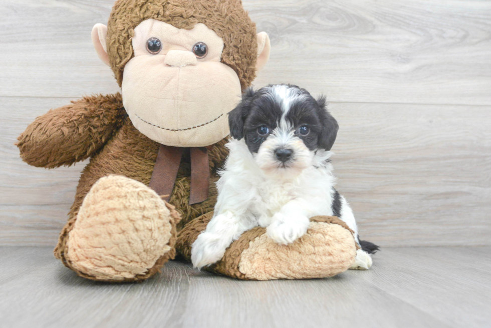 Popular Poochon Poodle Mix Pup