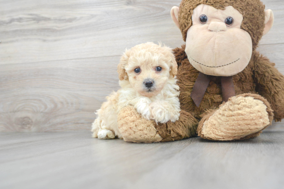 Popular Poochon Poodle Mix Pup