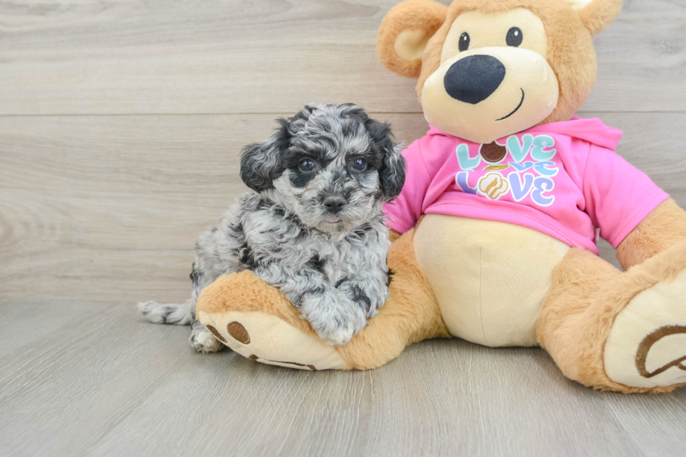 Poochon Pup Being Cute