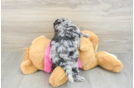 Best Poochon Baby