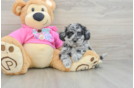Friendly Poochon Baby