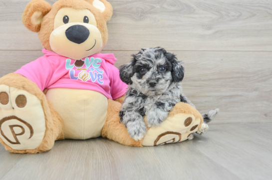 Friendly Poochon Baby