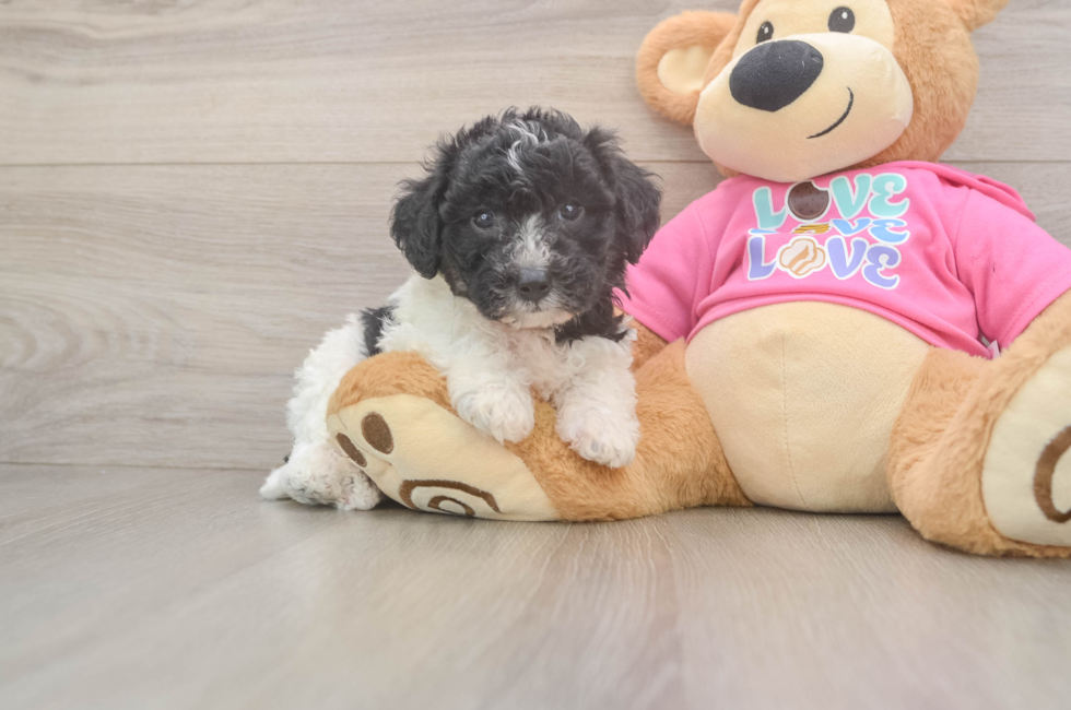 5 week old Poochon Puppy For Sale - Premier Pups