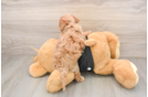 Poochon Puppy for Adoption