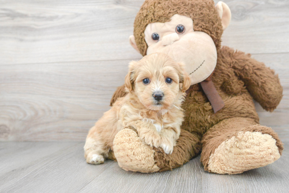 Poochon Pup Being Cute