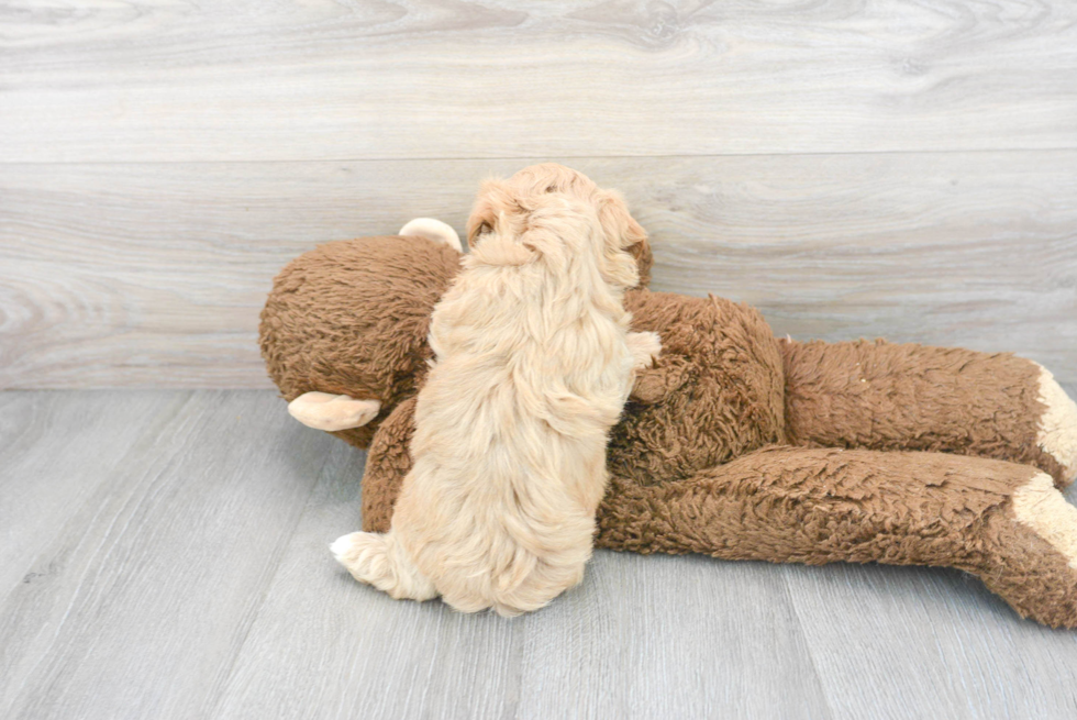 Adorable Bichpoo Poodle Mix Puppy