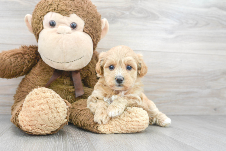 Little Bichpoo Poodle Mix Puppy