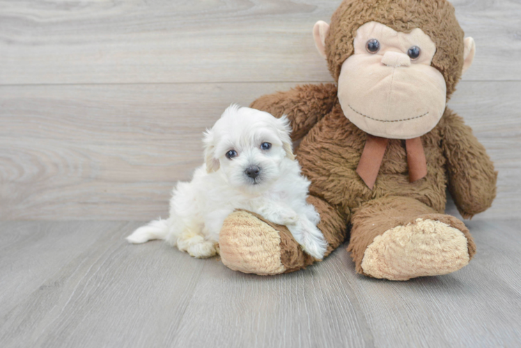 Cute Poochon Baby