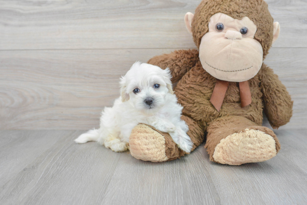Cute Poochon Baby