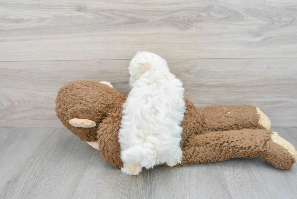 Poochon Pup Being Cute