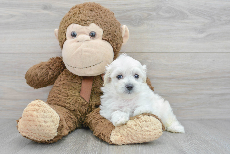 Poochon Puppy for Adoption