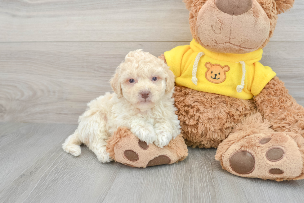 Poochon Puppy for Adoption