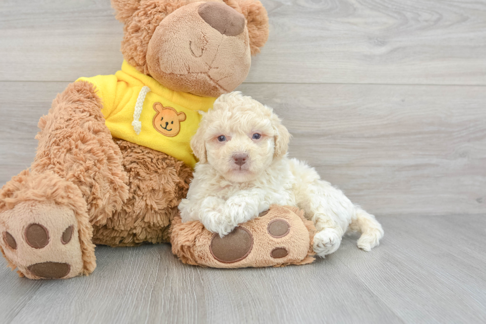 Poochon Puppy for Adoption