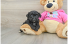 Poochon Pup Being Cute