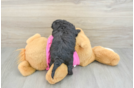 Popular Poochon Poodle Mix Pup