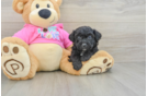 Best Poochon Baby