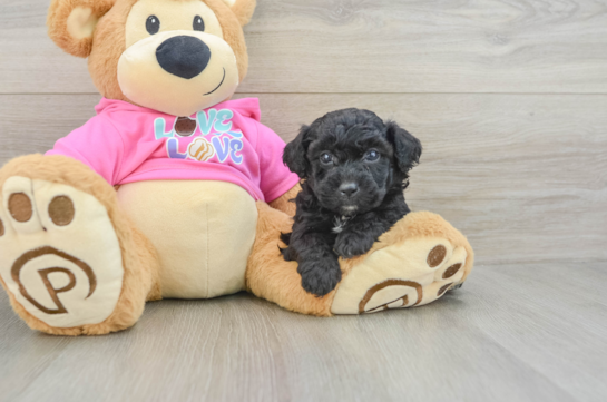 Best Poochon Baby