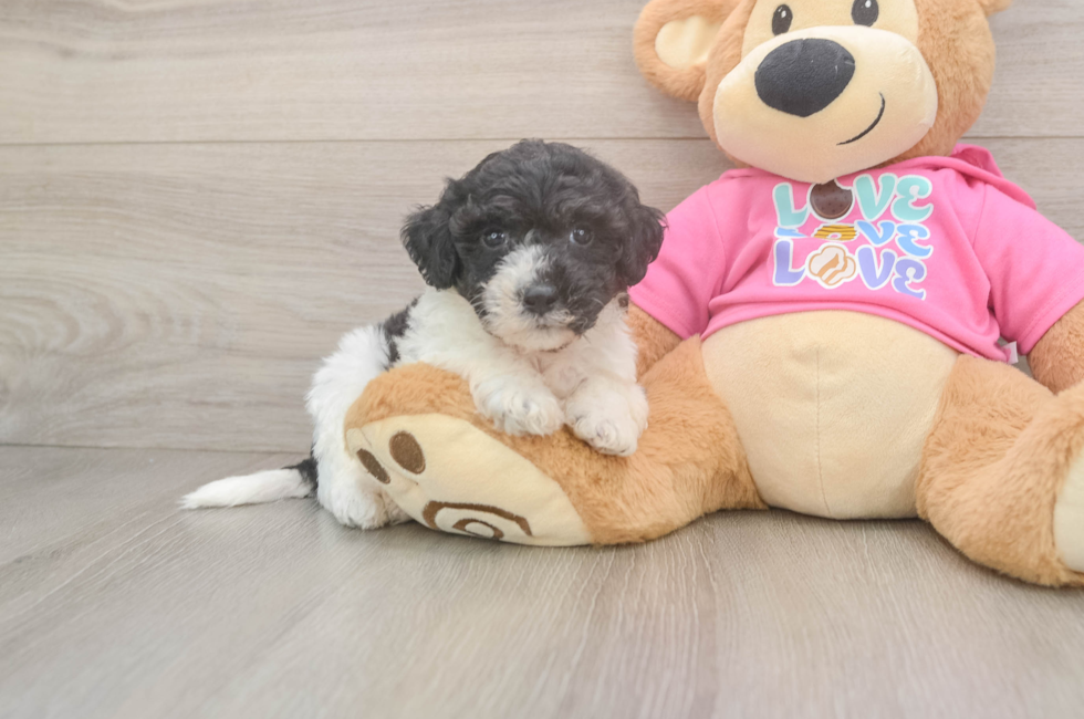5 week old Poochon Puppy For Sale - Premier Pups