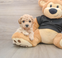 7 week old Poochon Puppy For Sale - Premier Pups