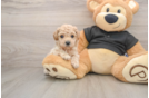 Poochon Pup Being Cute