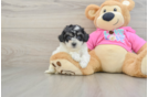 Best Poochon Baby