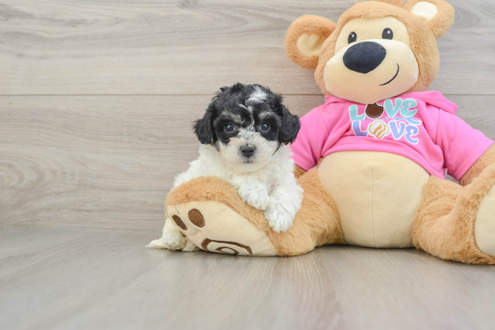 Best Poochon Baby