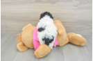 Energetic Bichpoo Poodle Mix Puppy