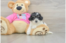 Best Poochon Baby