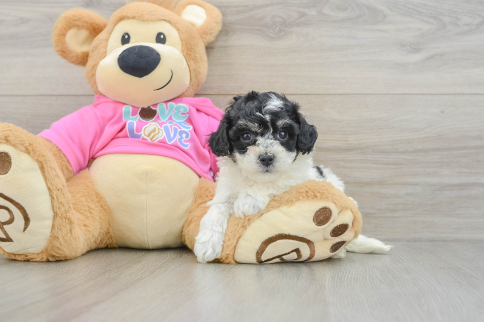 Best Poochon Baby
